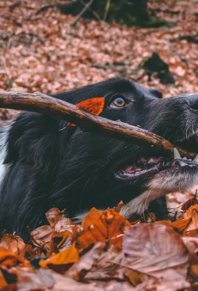 Black dog playing in a pile of leaves in the fall with a stick in his mouth.